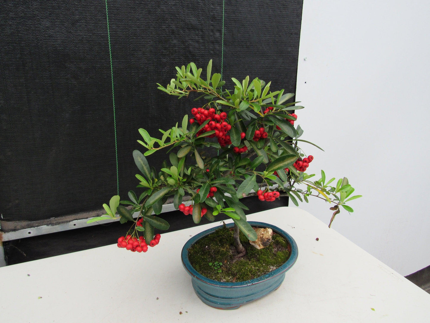 16 Year Old Weeping Barbados Cherry Specimen Bonsai Tree