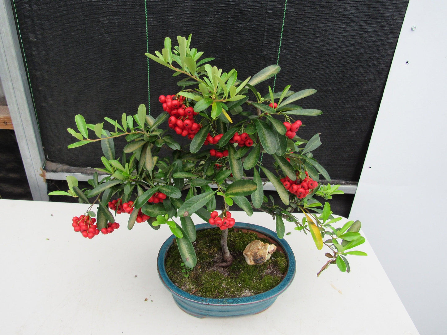 16 Year Old Weeping Barbados Cherry Specimen Bonsai Tree