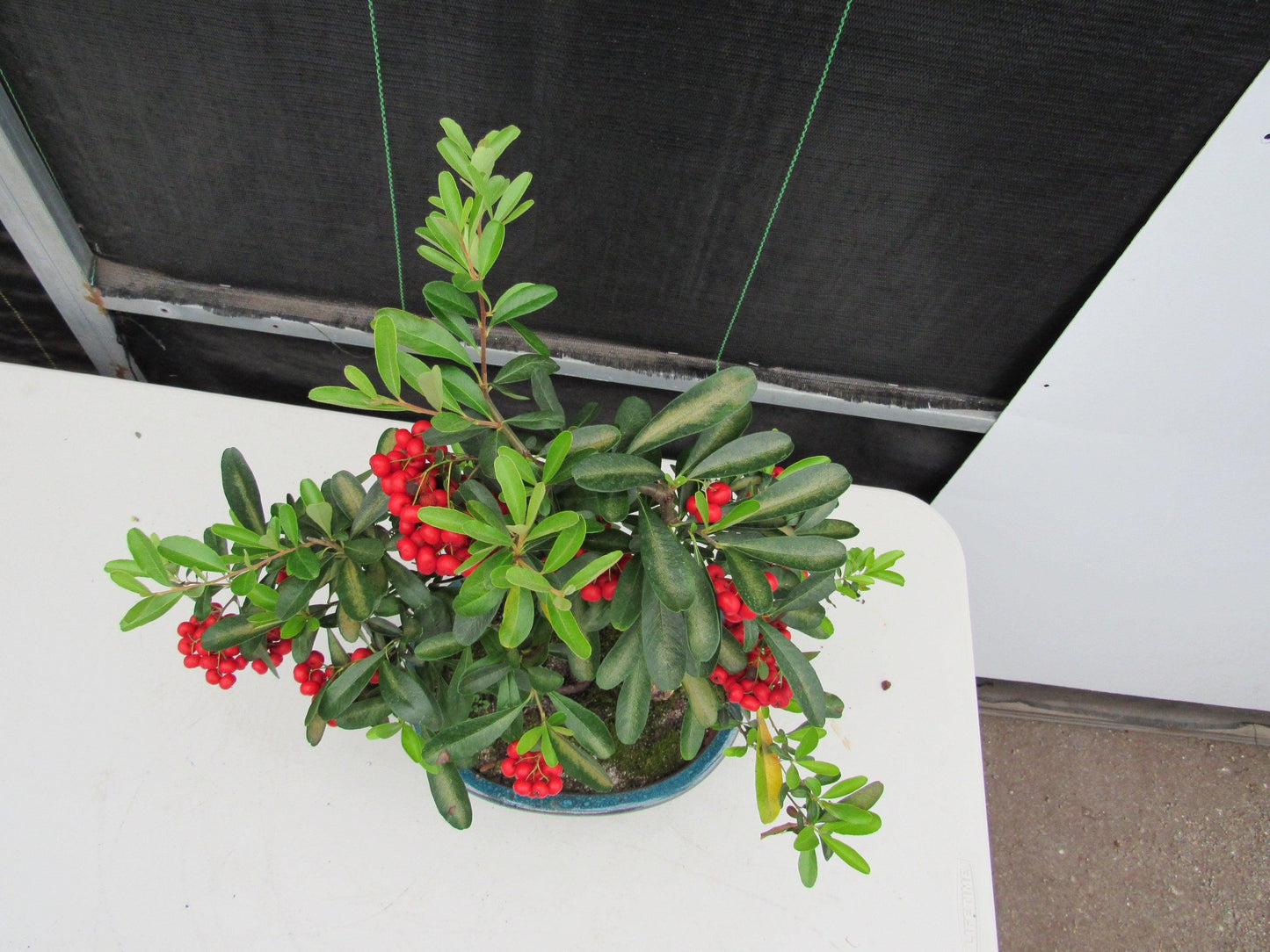 16 Year Old Weeping Barbados Cherry Specimen Bonsai Tree