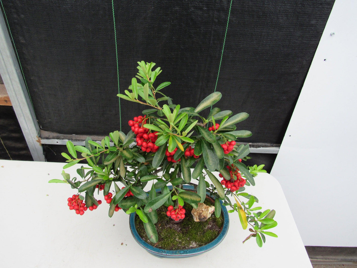 16 Year Old Weeping Barbados Cherry Specimen Bonsai Tree