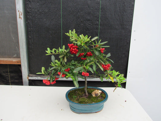 16 Year Old Weeping Barbados Cherry Specimen Bonsai Tree