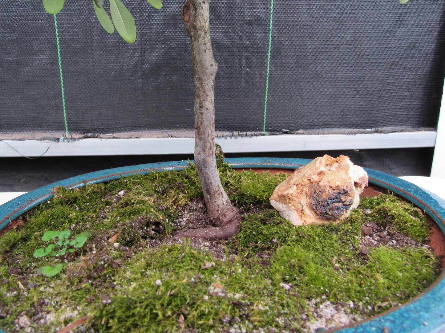 16 Year Old Weeping Barbados Cherry Specimen Bonsai Tree