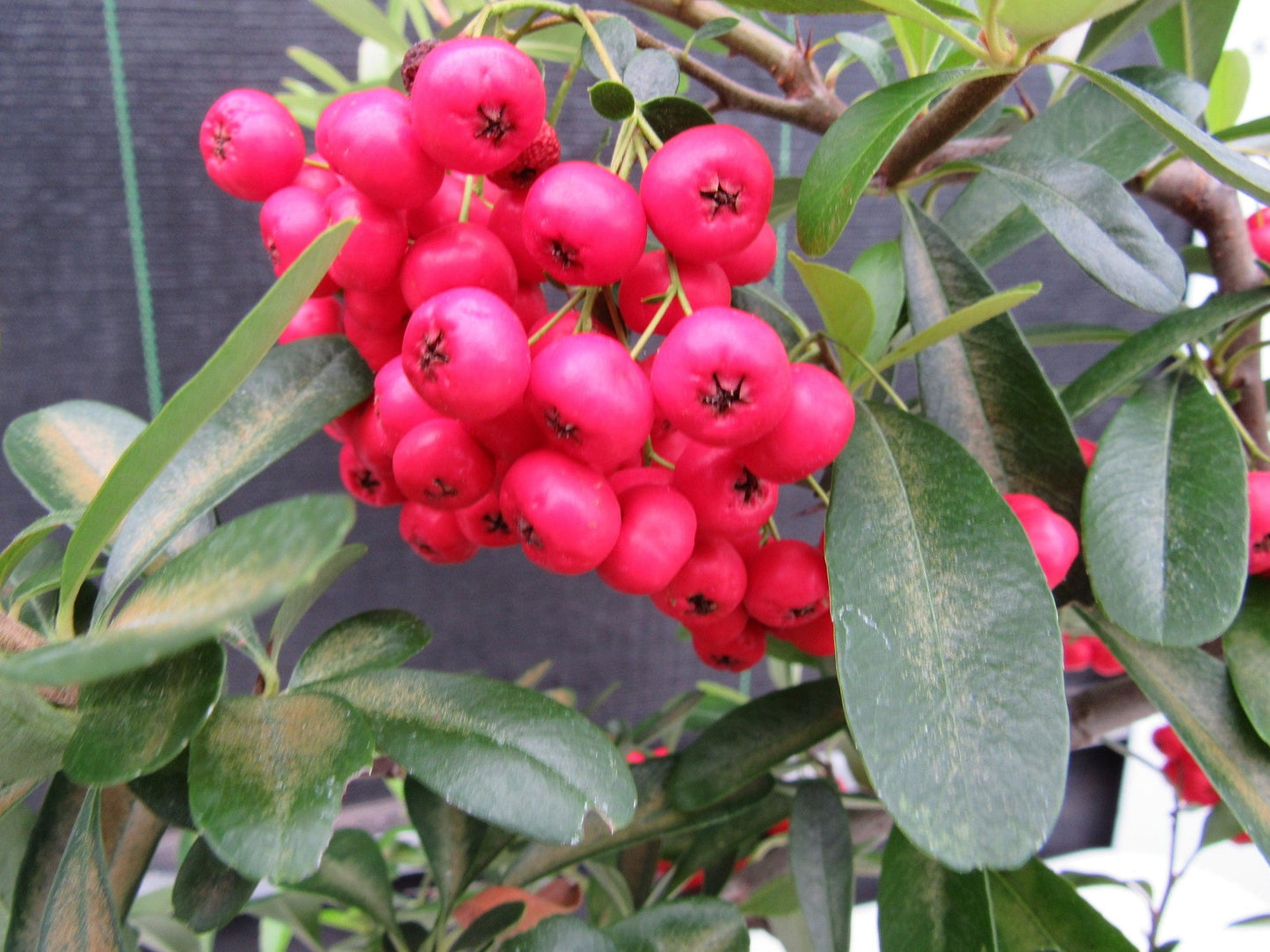 16 Year Old Weeping Barbados Cherry Specimen Bonsai Tree