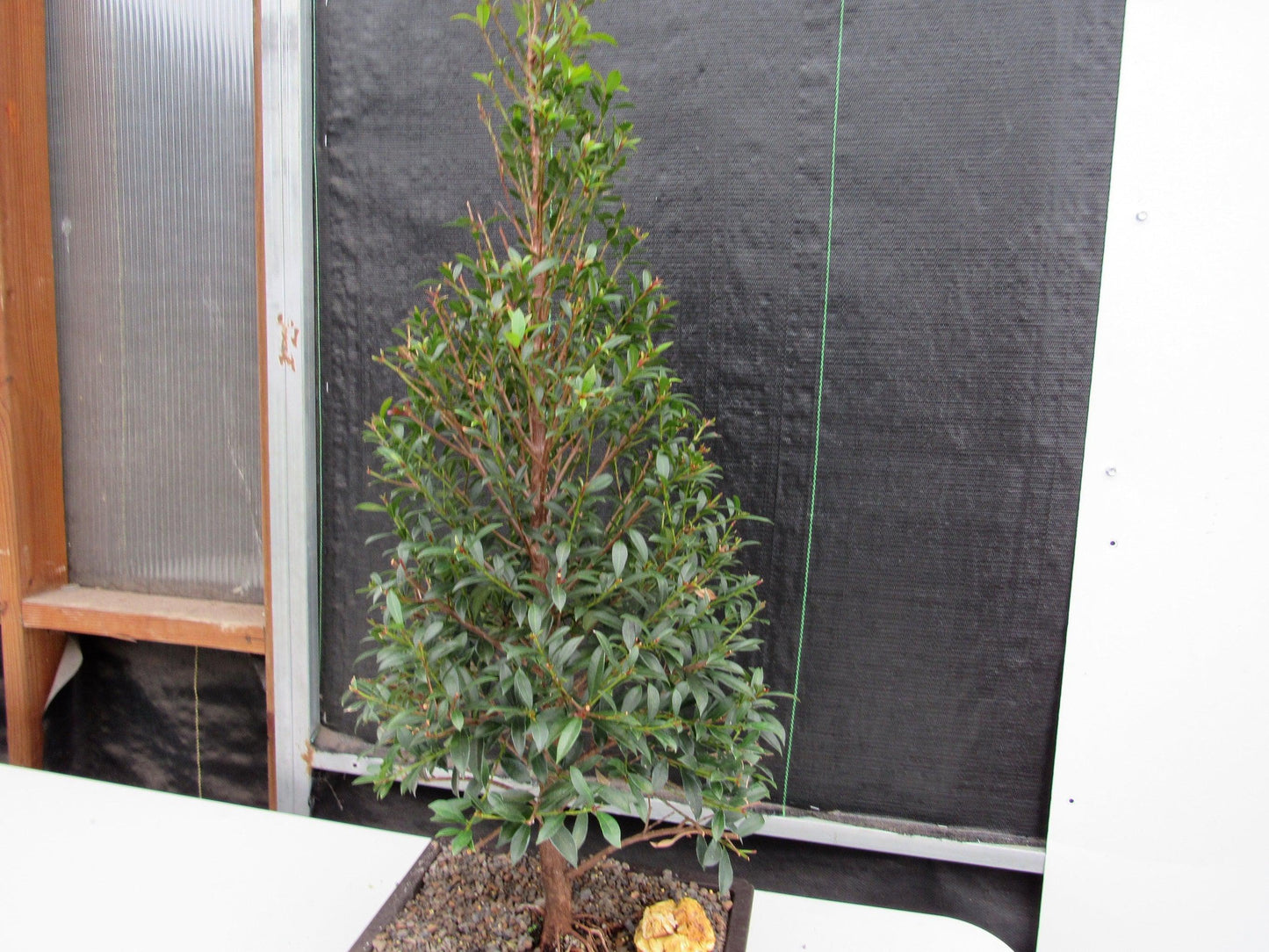 17 Year Old Brush Cherry Christmas Tree Specimen Bonsai Tree