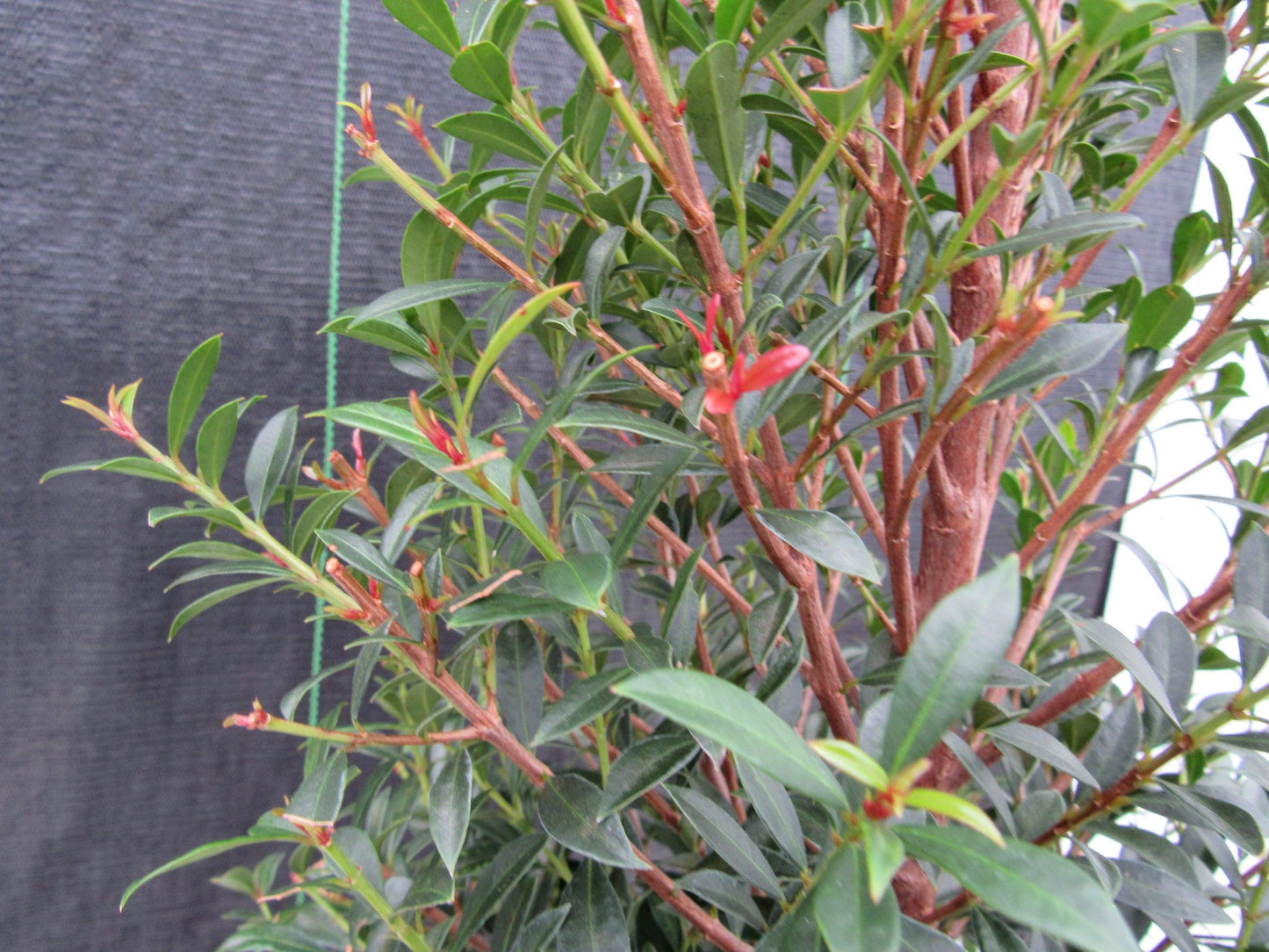 17 Year Old Brush Cherry Christmas Tree Specimen Bonsai Tree