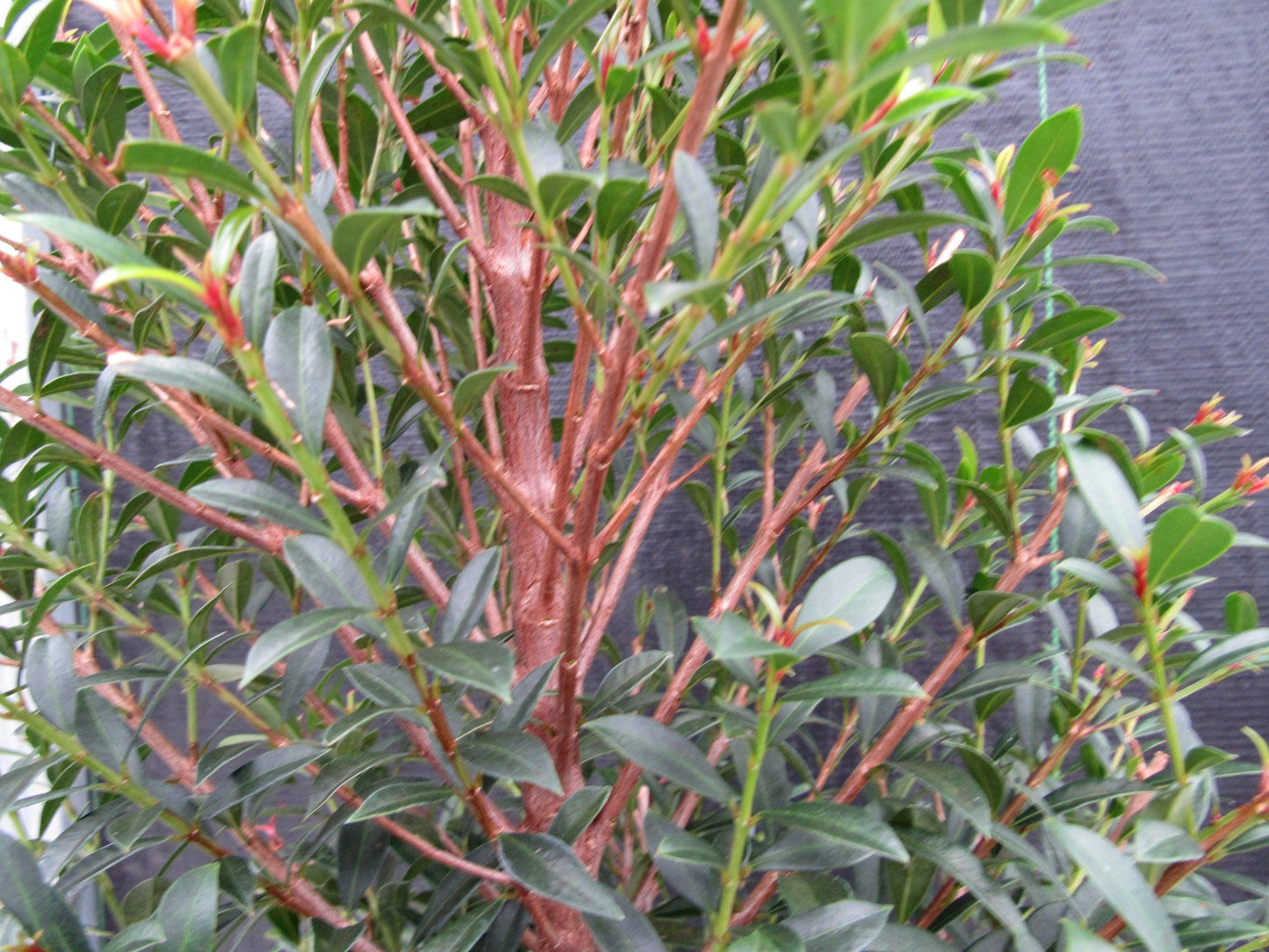 17 Year Old Brush Cherry Christmas Tree Specimen Bonsai Tree