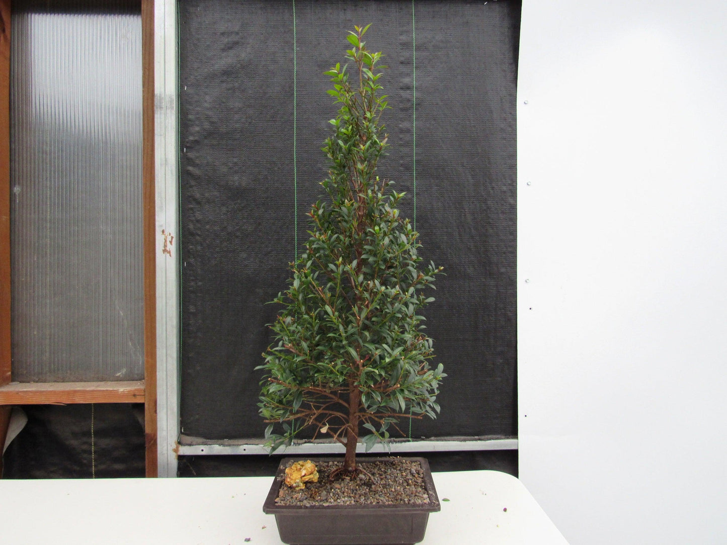 17 Year Old Brush Cherry Christmas Tree Specimen Bonsai Tree