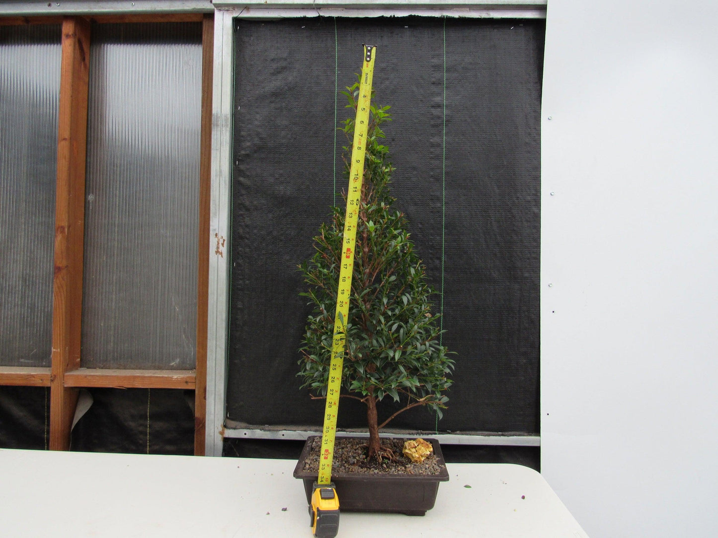 17 Year Old Brush Cherry Christmas Tree Specimen Bonsai Tree