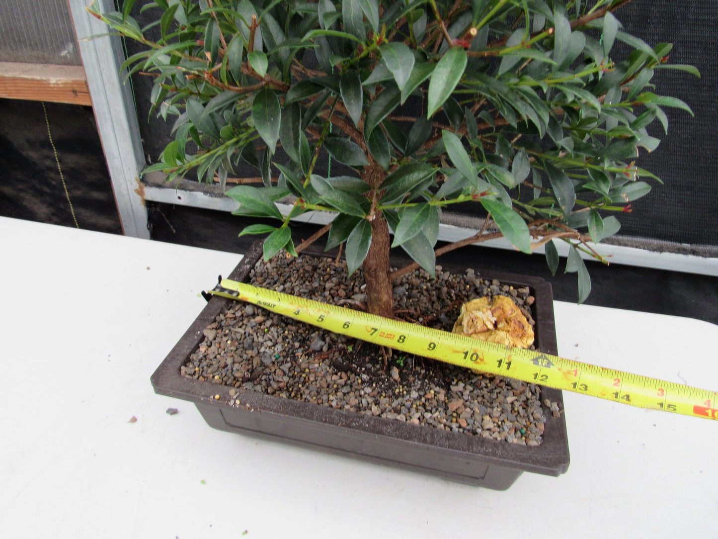 17 Year Old Brush Cherry Christmas Tree Specimen Bonsai Tree