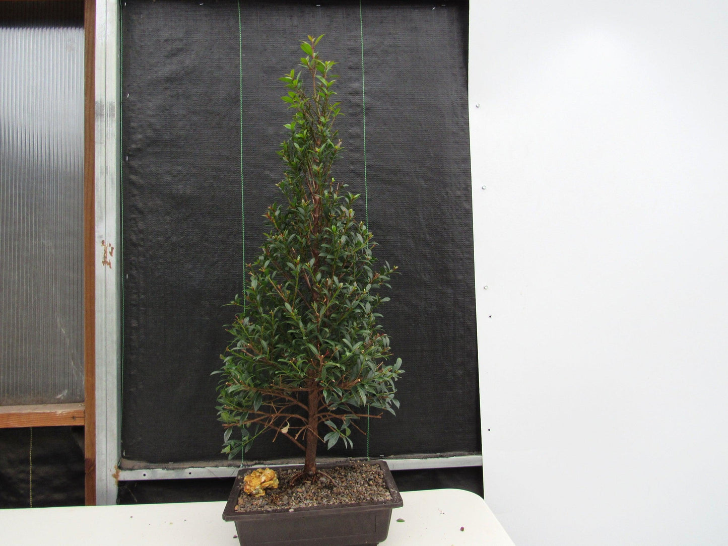 17 Year Old Brush Cherry Christmas Tree Specimen Bonsai Tree