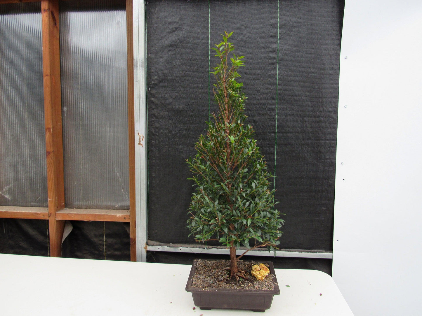 17 Year Old Brush Cherry Christmas Tree Specimen Bonsai Tree