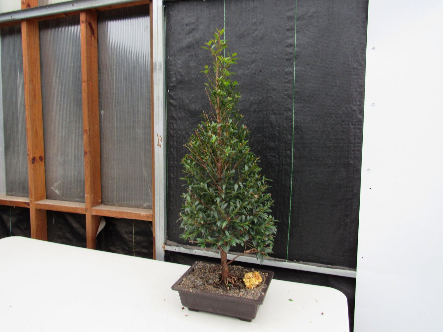 17 Year Old Brush Cherry Christmas Tree Specimen Bonsai Tree