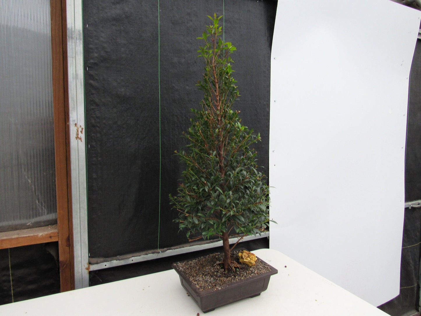 17 Year Old Brush Cherry Christmas Tree Specimen Bonsai Tree