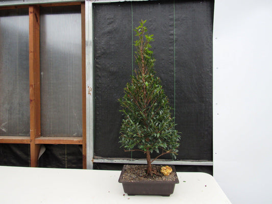 17 Year Old Brush Cherry Christmas Tree Specimen Bonsai Tree