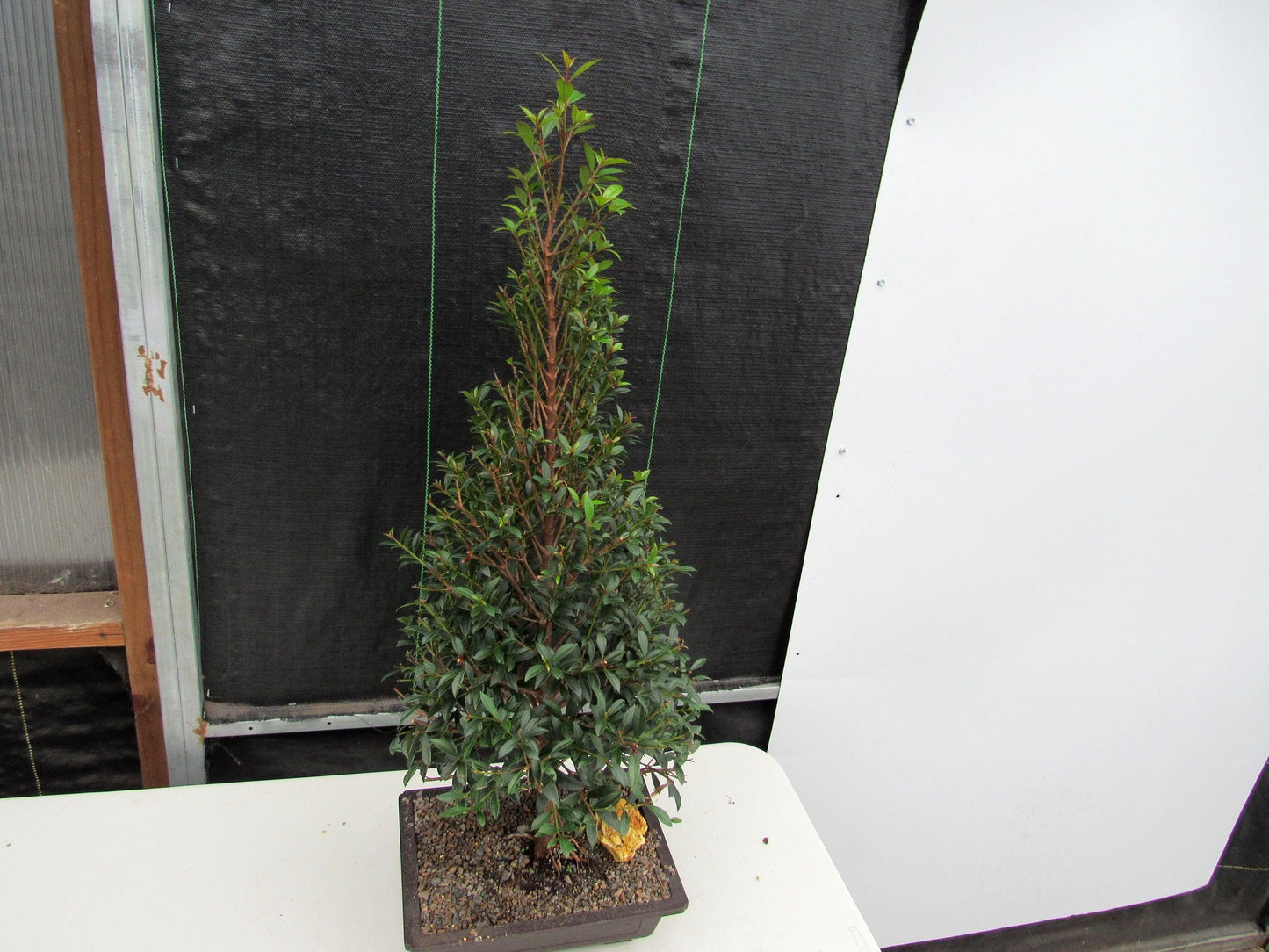 17 Year Old Brush Cherry Christmas Tree Specimen Bonsai Tree