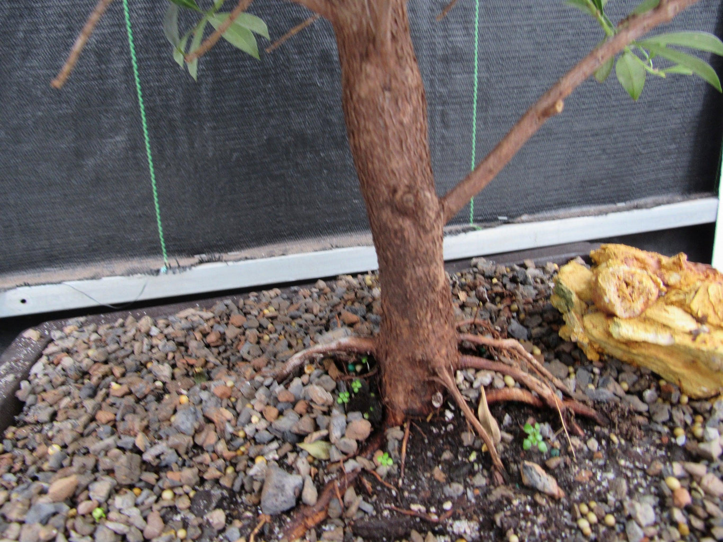 17 Year Old Brush Cherry Christmas Tree Specimen Bonsai Tree