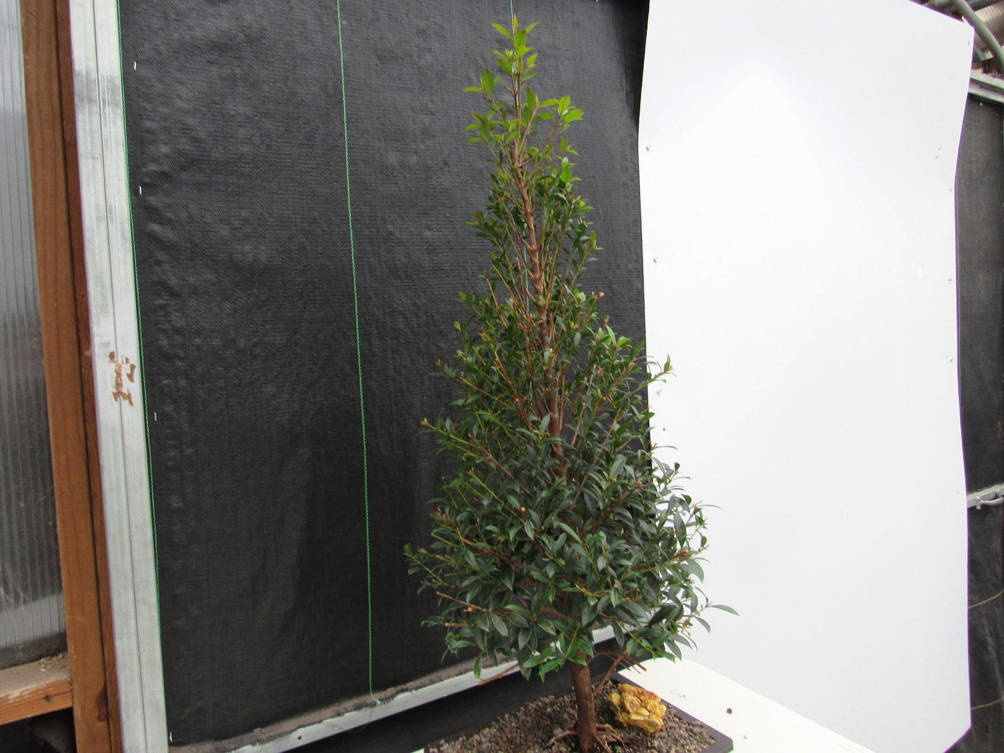 17 Year Old Brush Cherry Christmas Tree Specimen Bonsai Tree