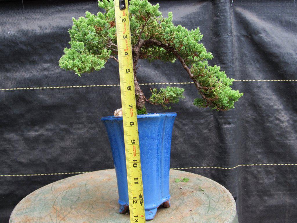 17 Year Old Cascade Juniper Specimen Bonsai Tree