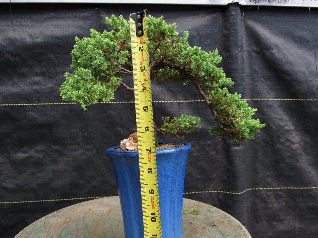 17 Year Old Cascade Juniper Specimen Bonsai Tree