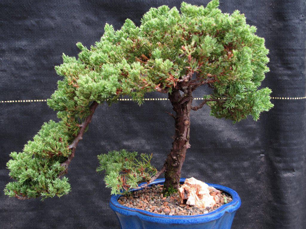 17 Year Old Cascade Juniper Specimen Bonsai Tree