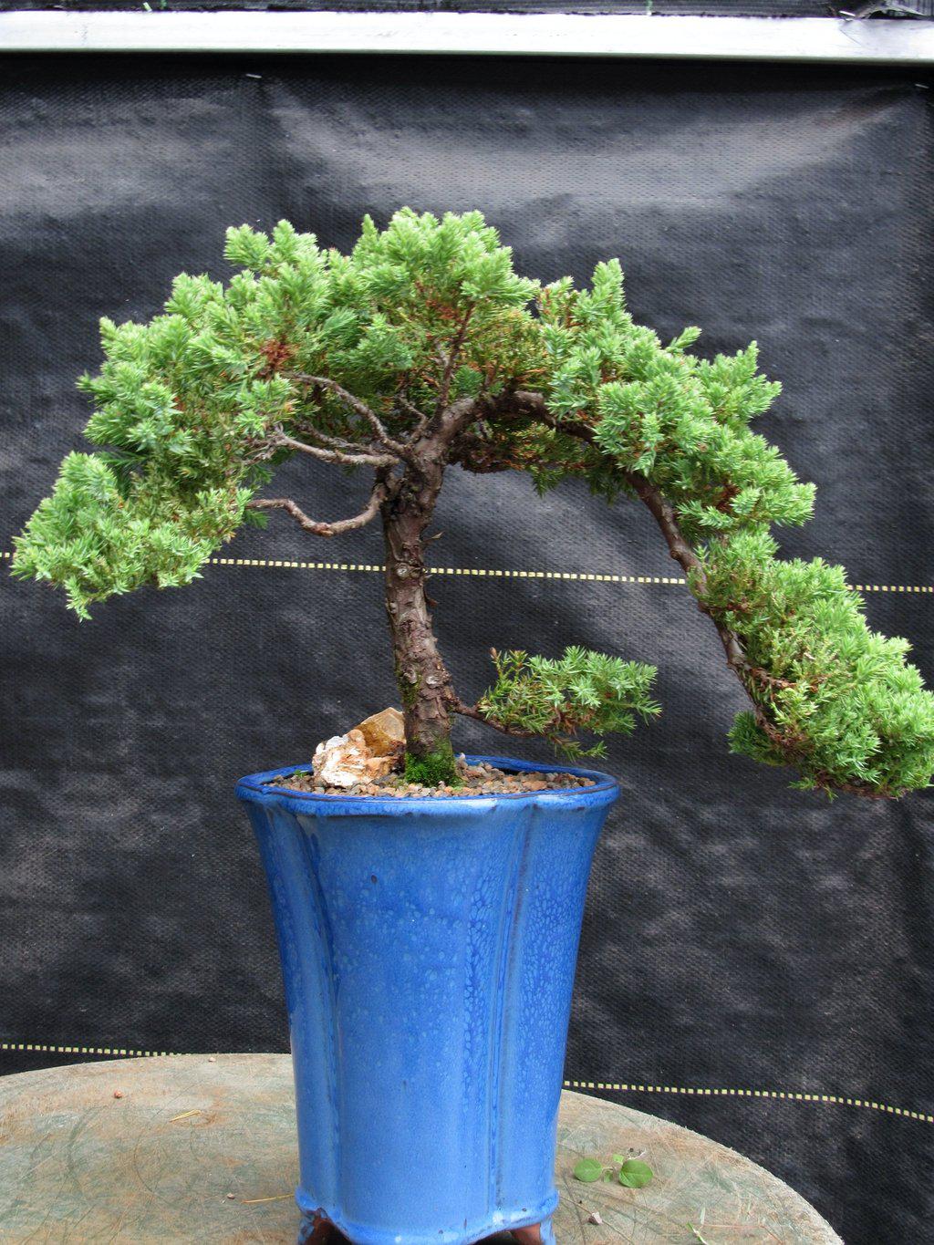 17 Year Old Cascade Juniper Specimen Bonsai Tree