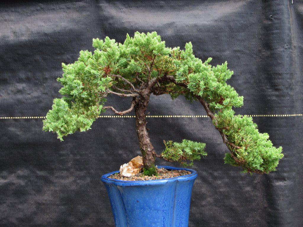 17 Year Old Cascade Juniper Specimen Bonsai Tree