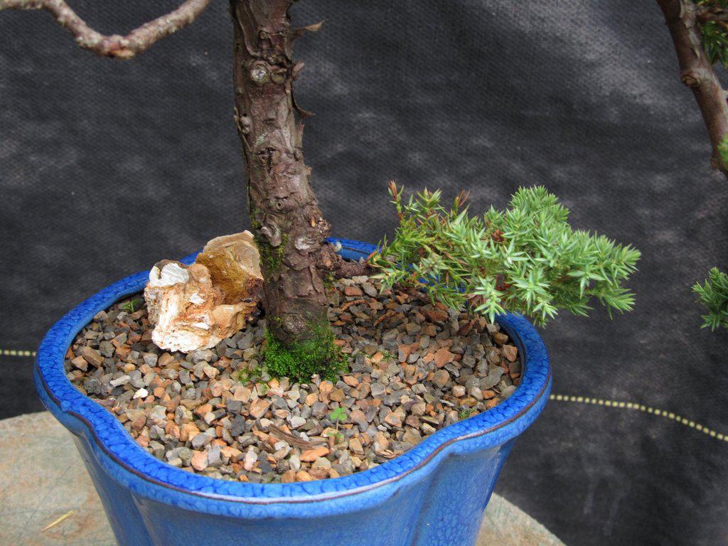 17 Year Old Cascade Juniper Specimen Bonsai Tree