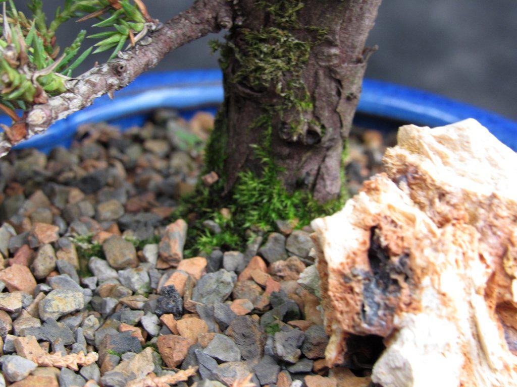 17 Year Old Cascade Juniper Specimen Bonsai Tree