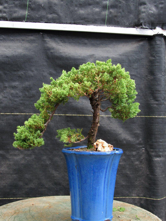 17 Year Old Cascade Juniper Specimen Bonsai Tree