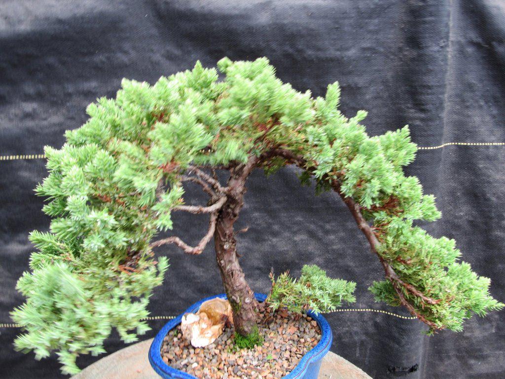 17 Year Old Cascade Juniper Specimen Bonsai Tree