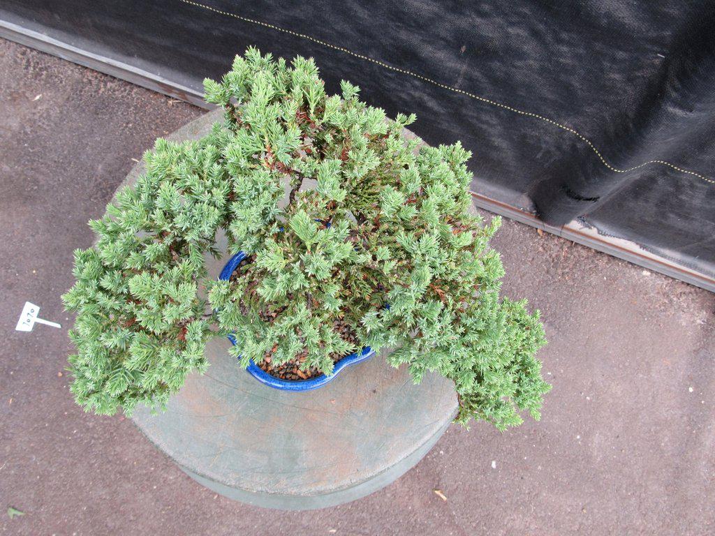 17 Year Old Cascade Juniper Specimen Bonsai Tree