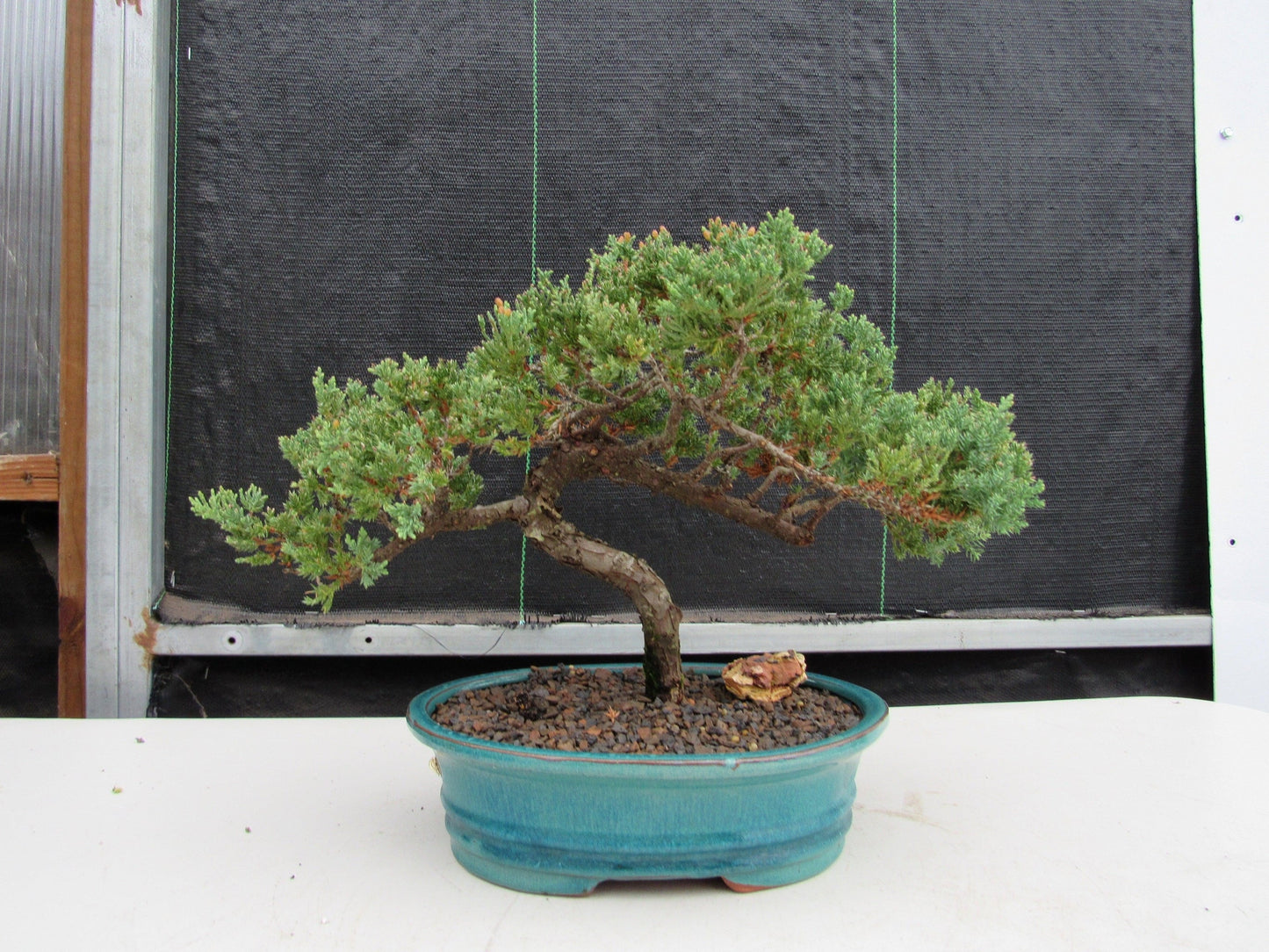 18 Year Old Juniper Specimen Bonsai Tree