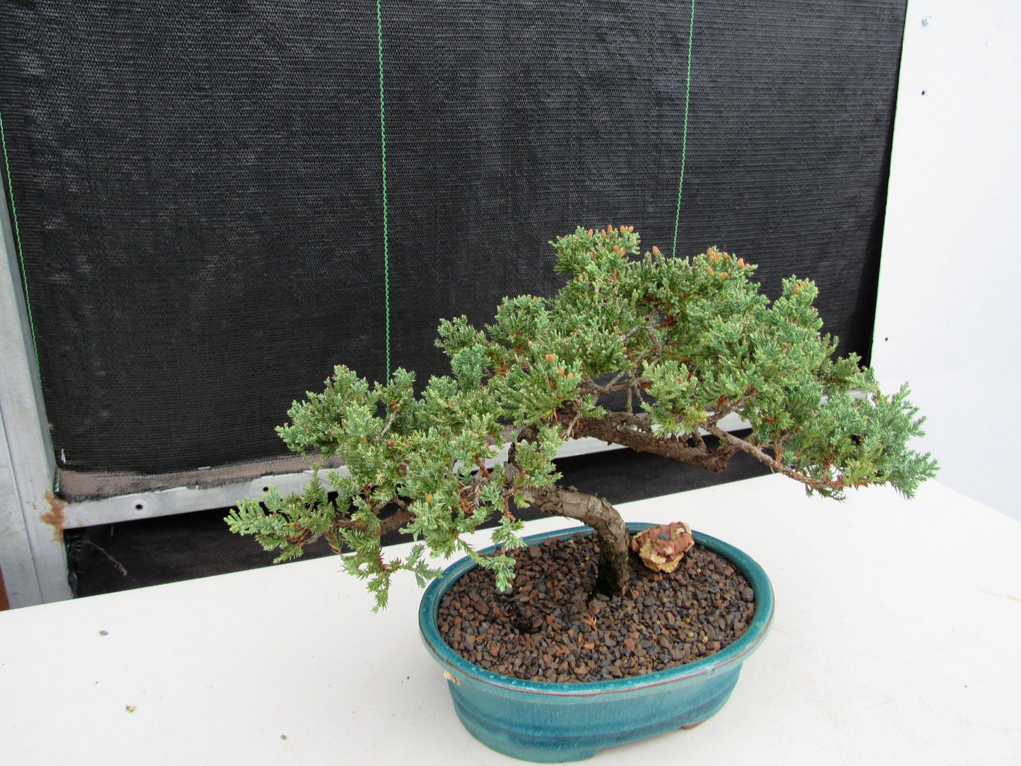 18 Year Old Juniper Specimen Bonsai Tree