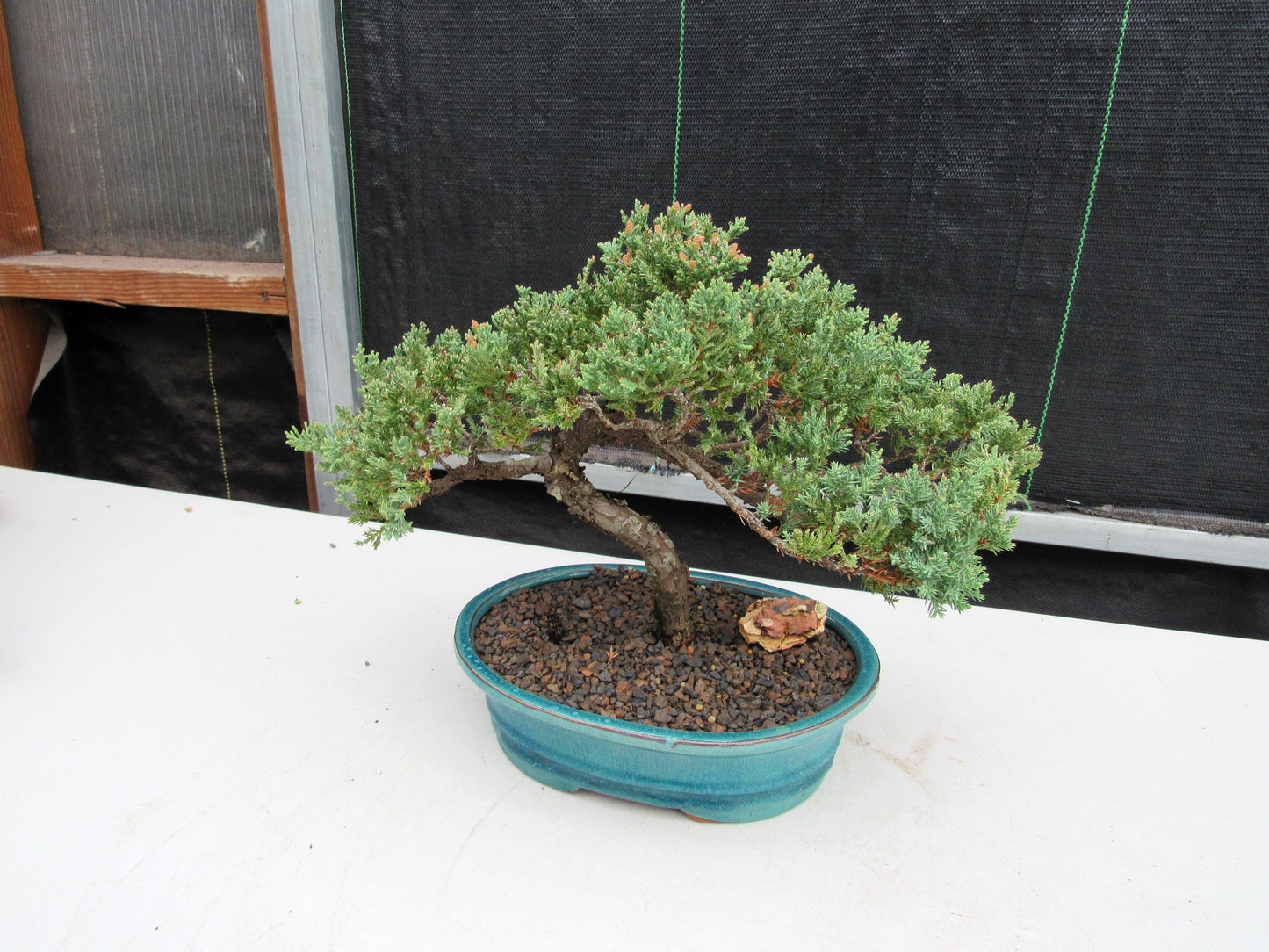 18 Year Old Juniper Specimen Bonsai Tree