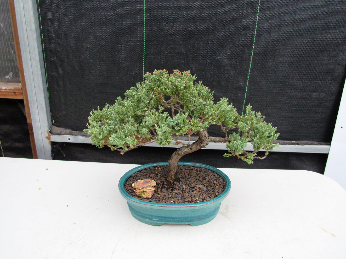 18 Year Old Juniper Specimen Bonsai Tree