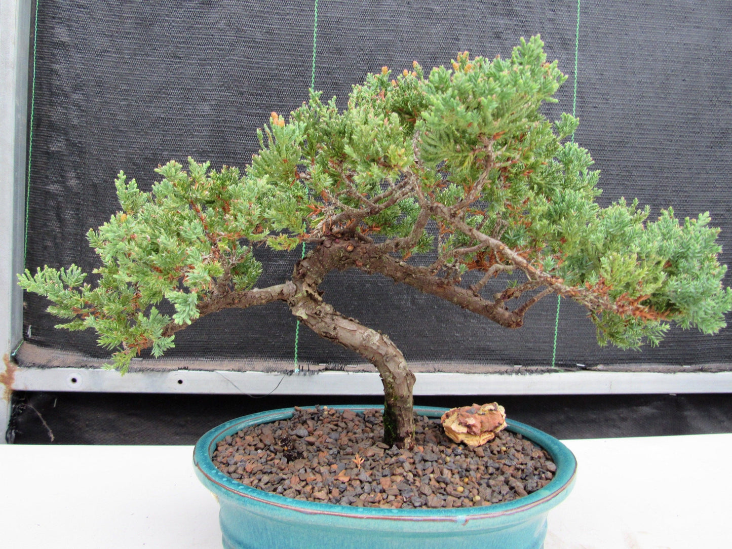 18 Year Old Juniper Specimen Bonsai Tree