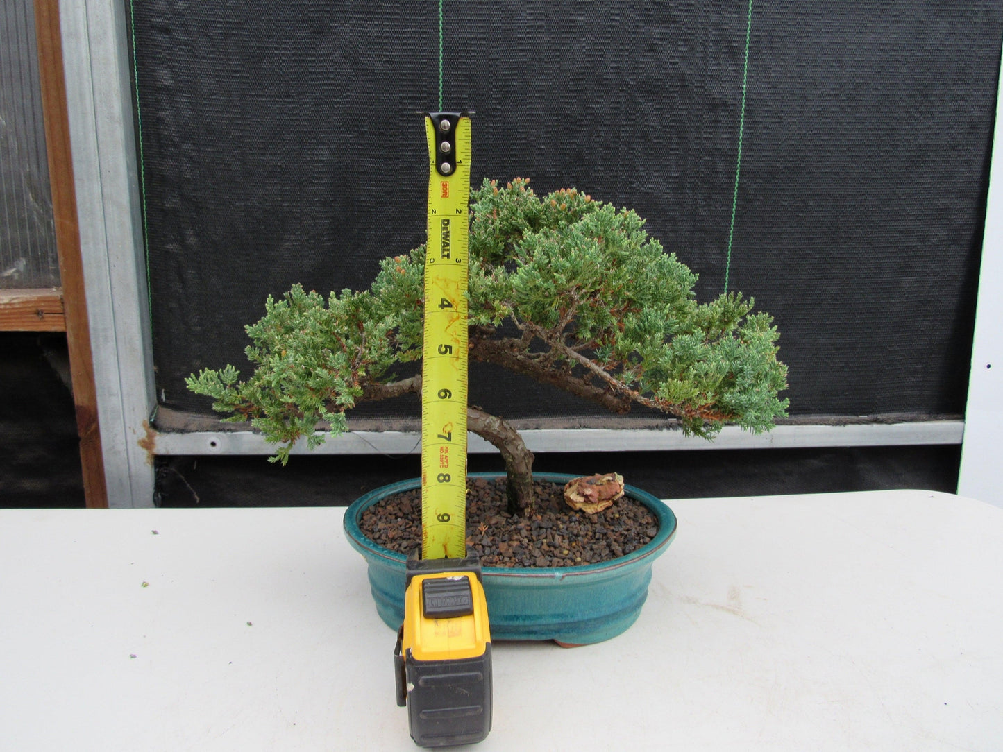 18 Year Old Juniper Specimen Bonsai Tree