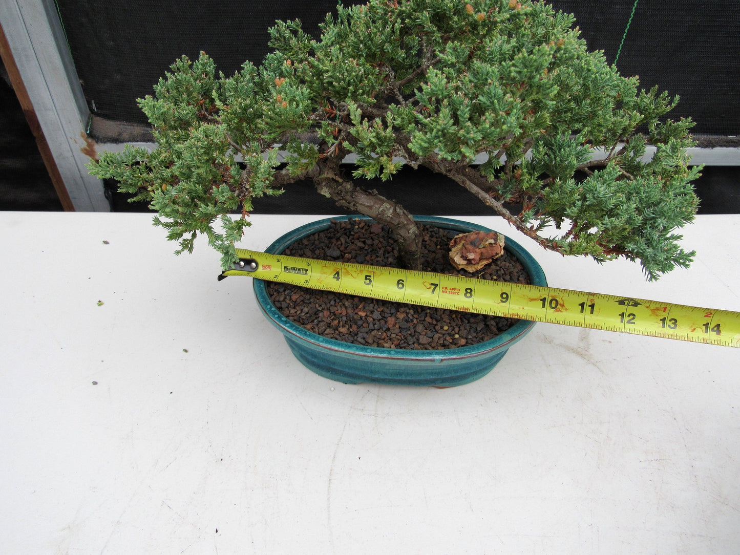 18 Year Old Juniper Specimen Bonsai Tree