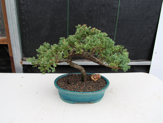 18 Year Old Juniper Specimen Bonsai Tree