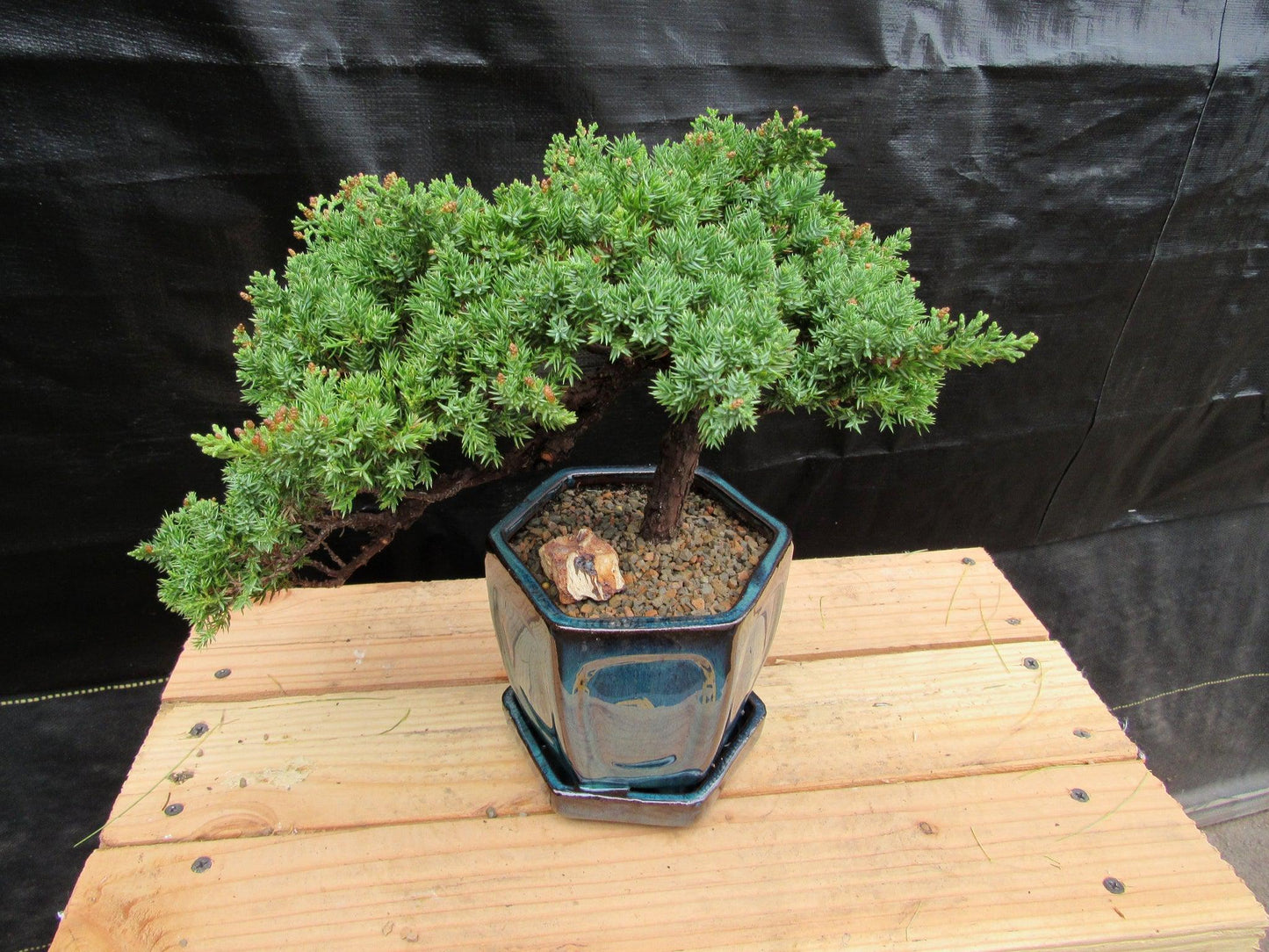 18 Year Old Semi-Cascade Juniper Specimen Bonsai Tree