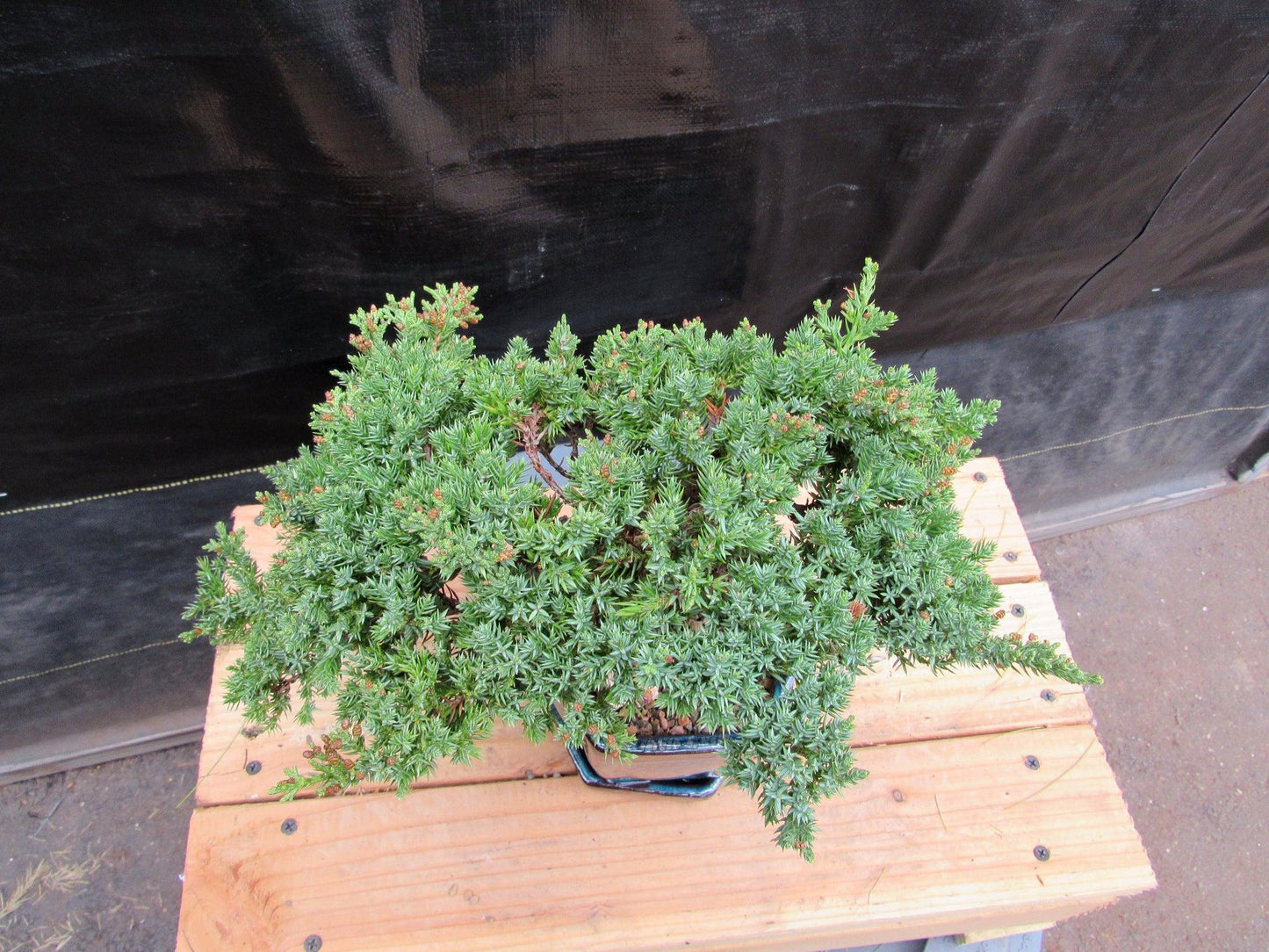 18 Year Old Semi-Cascade Juniper Specimen Bonsai Tree