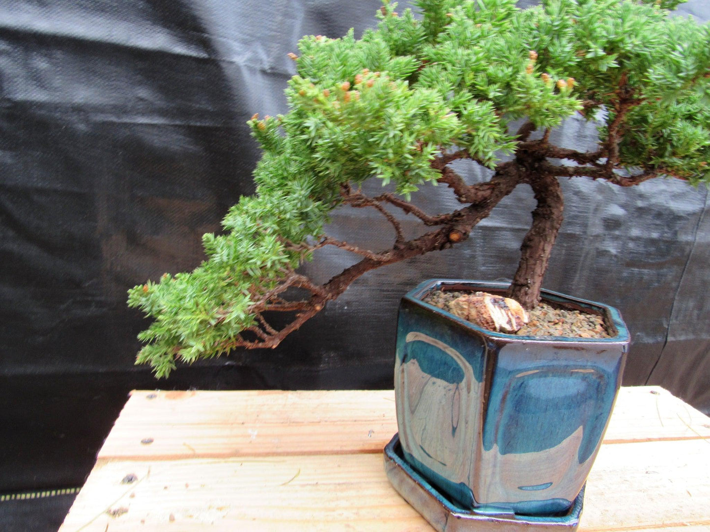 18 Year Old Semi-Cascade Juniper Specimen Bonsai Tree