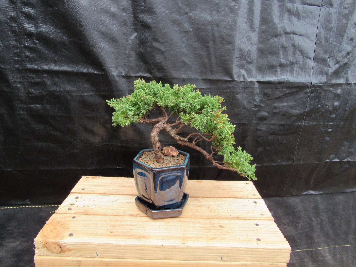 18 Year Old Semi-Cascade Juniper Specimen Bonsai Tree