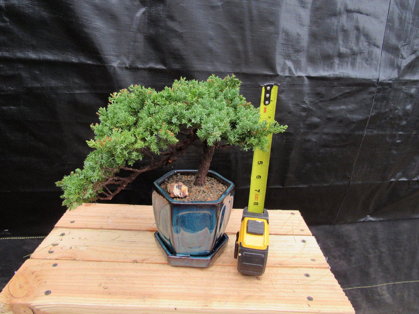 18 Year Old Semi-Cascade Juniper Specimen Bonsai Tree