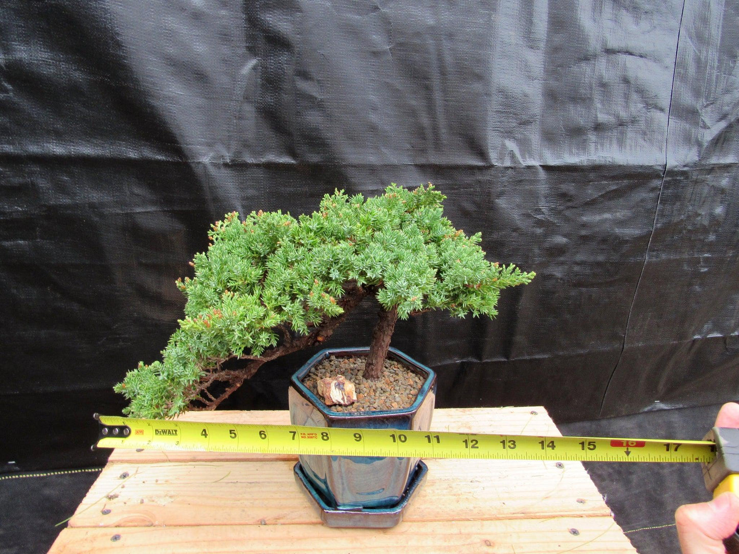 18 Year Old Semi-Cascade Juniper Specimen Bonsai Tree