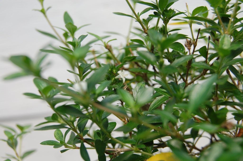 18 Year Old Thousand Star Serissa Flowering Root Over Rock Specimen Bonsai Tree