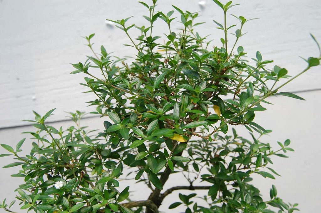 18 Year Old Thousand Star Serissa Flowering Root Over Rock Specimen Bonsai Tree