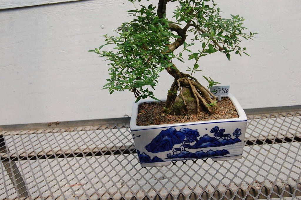 18 Year Old Thousand Star Serissa Flowering Root Over Rock Specimen Bonsai Tree