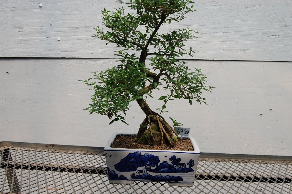 18 Year Old Thousand Star Serissa Flowering Root Over Rock Specimen Bonsai Tree