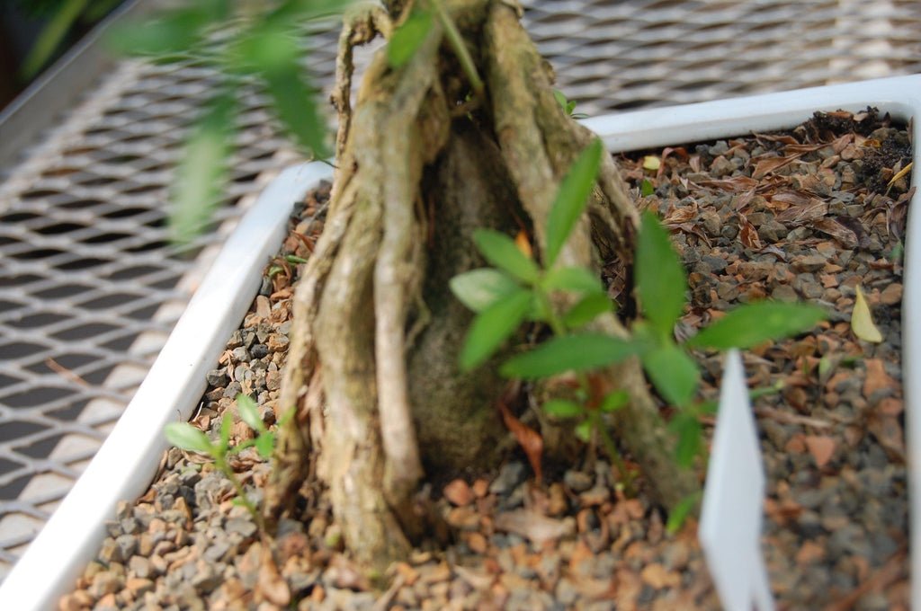 18 Year Old Thousand Star Serissa Flowering Root Over Rock Specimen Bonsai Tree